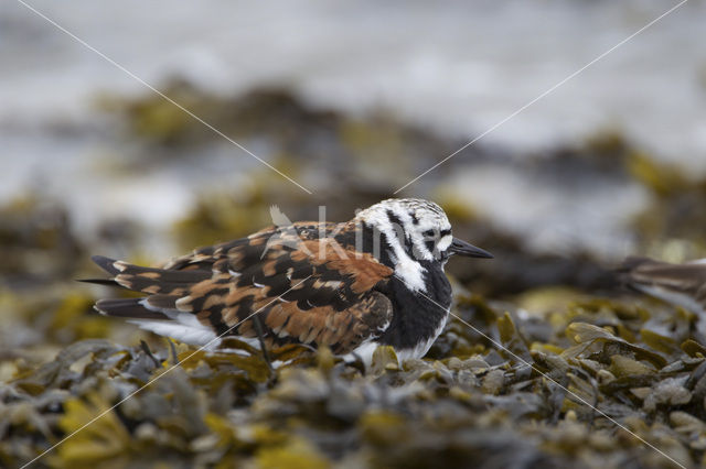 Steenloper (Arenaria interpres)