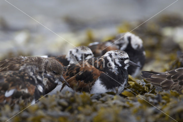 Ruddy Turnstone (Arenaria interpres)