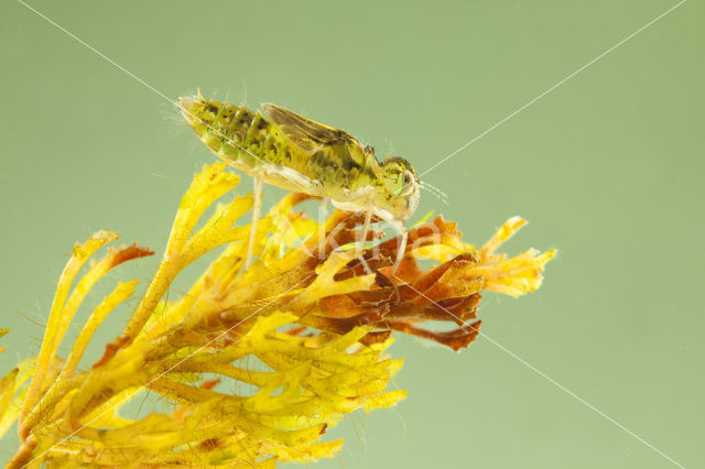 Steenrode heidelibel (Sympetrum vulgatum)