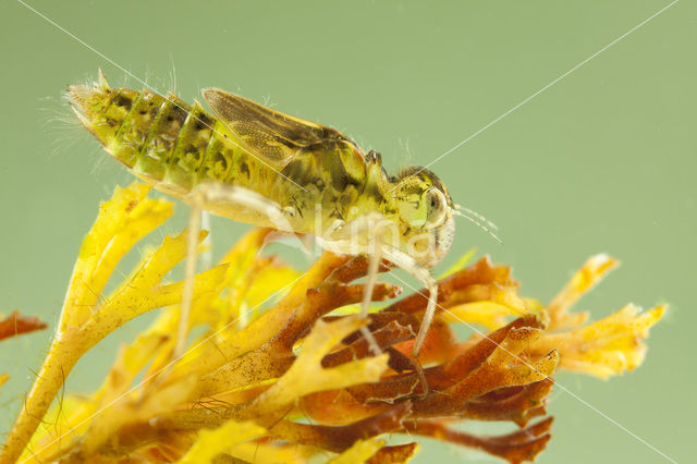 Steenrode heidelibel (Sympetrum vulgatum)