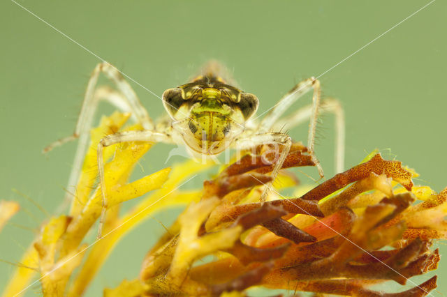 Steenrode heidelibel (Sympetrum vulgatum)