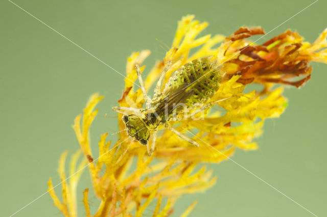 Steenrode heidelibel (Sympetrum vulgatum)