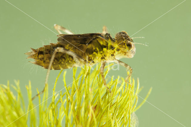Steenrode heidelibel (Sympetrum vulgatum)