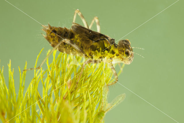 Steenrode heidelibel (Sympetrum vulgatum)