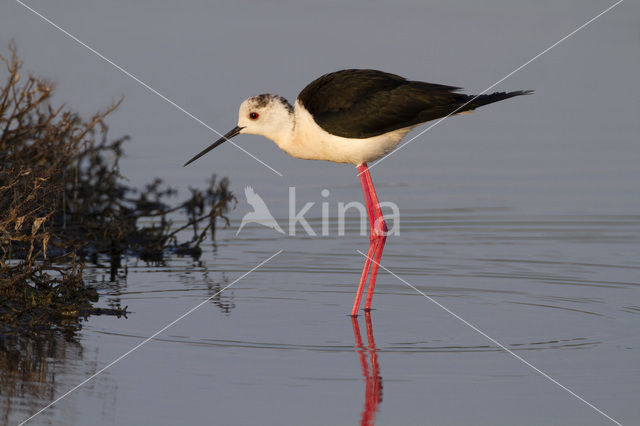 Steltkluut (Himantopus himantopus)