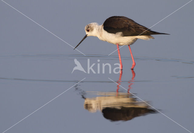 Black-winged Stilt (Himantopus himantopus)