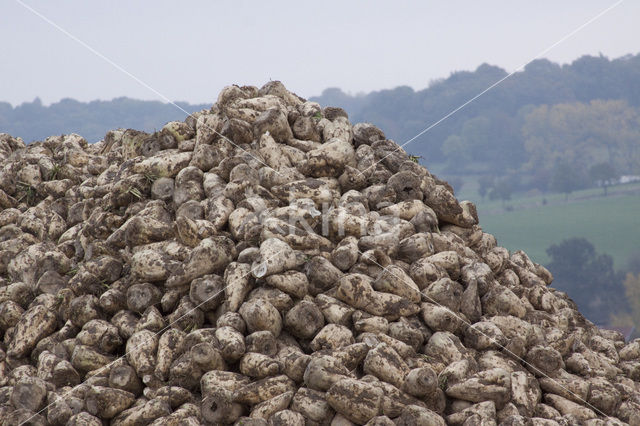 Sugar beet (Beta vulgaris altissima)