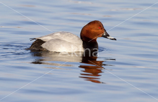 Pochard (Aythya ferina)