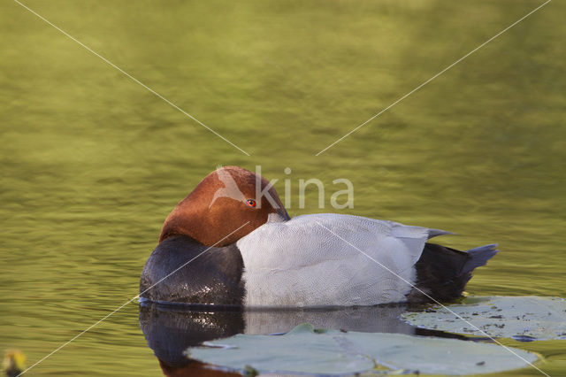 Pochard (Aythya ferina)