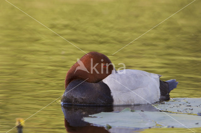 Pochard (Aythya ferina)