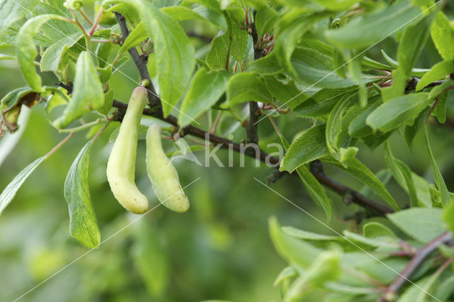 Taphrina pruni