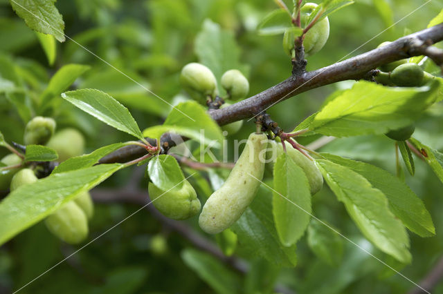 Taphrina pruni