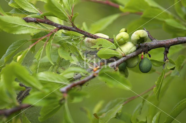 Taphrina pruni