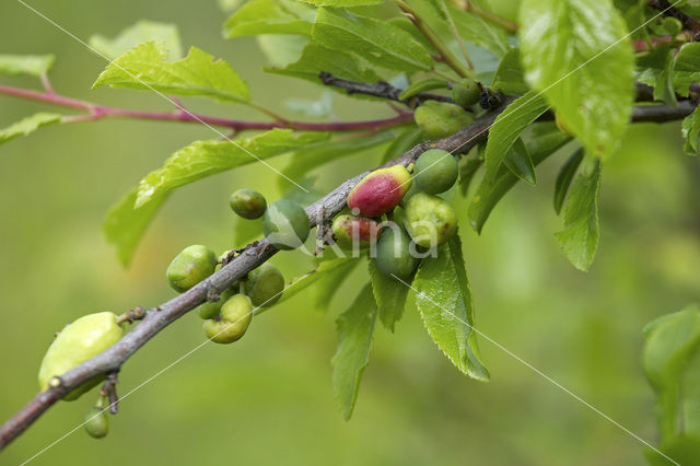 Taphrina pruni