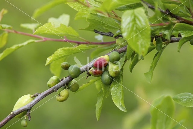 Taphrina pruni