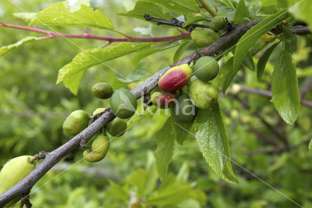 Taphrina pruni