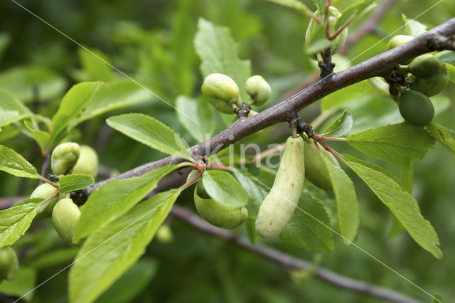 Taphrina pruni