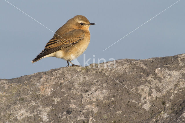 Northern Wheatear (Oenanthe oenanthe)