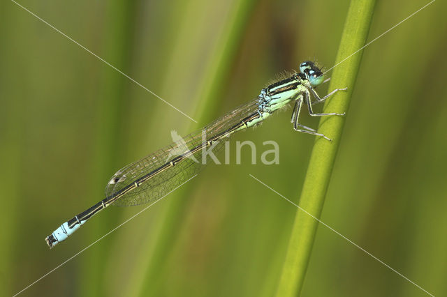 Scarce Blue-tailed Damselfly (Ischnura pumilio)