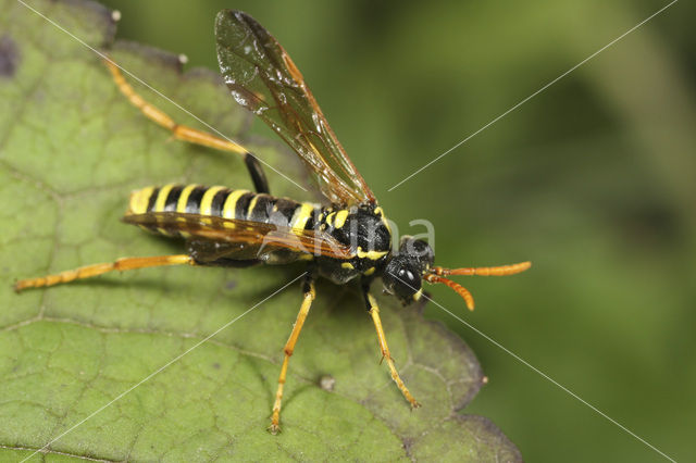 Tenthredo scrophulariae