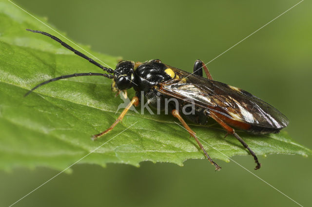 Tenthredopsis stigma