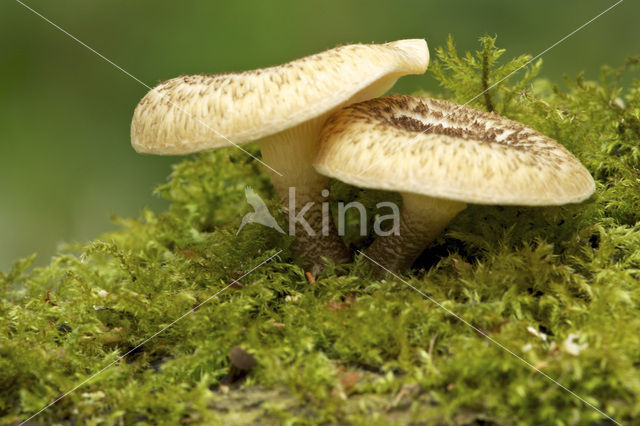 Tijgertaaiplaat (Lentinus tigrinus)