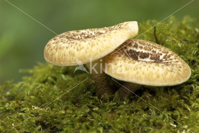 Tijgertaaiplaat (Lentinus tigrinus)