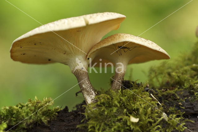 Tijgertaaiplaat (Lentinus tigrinus)