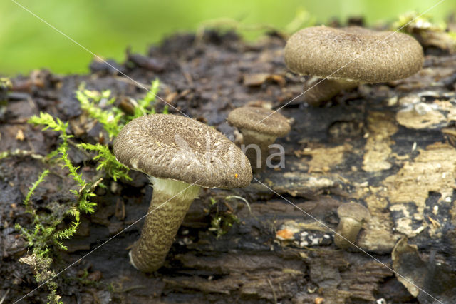 Lentinus tigrinus