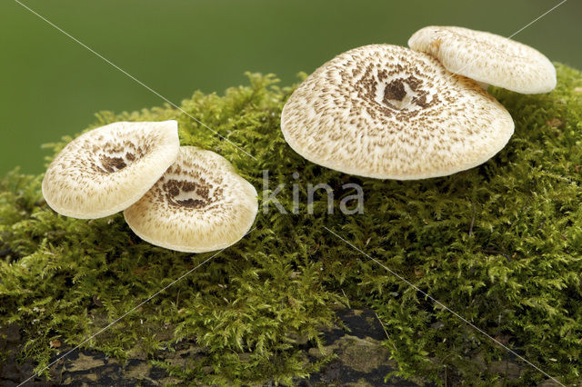 Tijgertaaiplaat (Lentinus tigrinus)