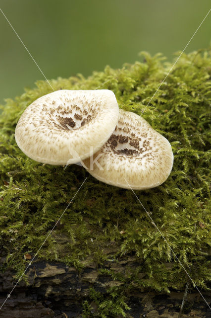 Lentinus tigrinus