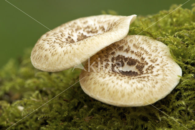 Tijgertaaiplaat (Lentinus tigrinus)