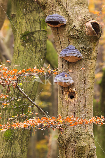 touchwood (Ganoderma spec.)