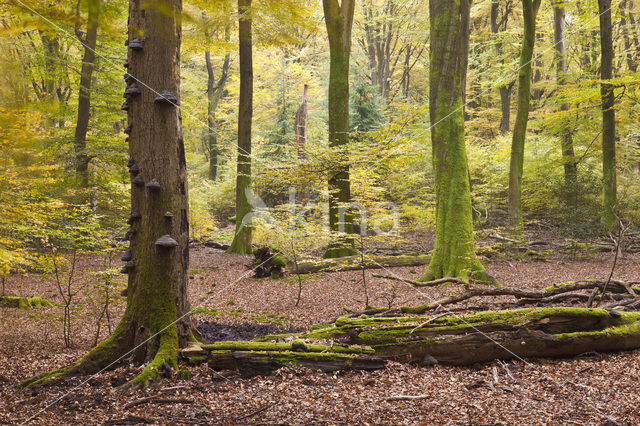 touchwood (Ganoderma spec.)