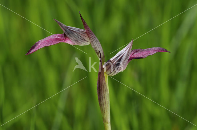 Tongue Orchid (Serapias lingua)