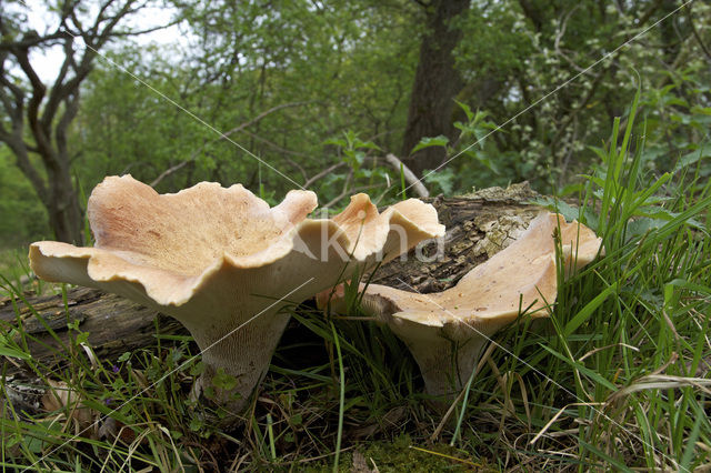 Trechtertaaiplaat (Lentinus conchatus)