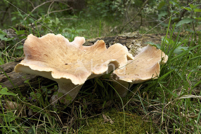 Lentinus conchatus