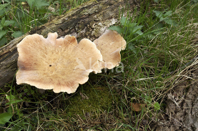 Trechtertaaiplaat (Lentinus conchatus)