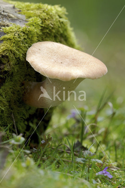 Trechtertaaiplaat (Lentinus conchatus)