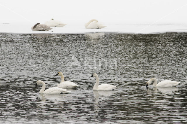 Trumpeter swan (Cygnus buccinator)