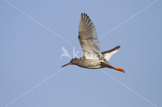 Common Redshank (Tringa totanus)