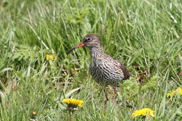 Tureluur (Tringa totanus)