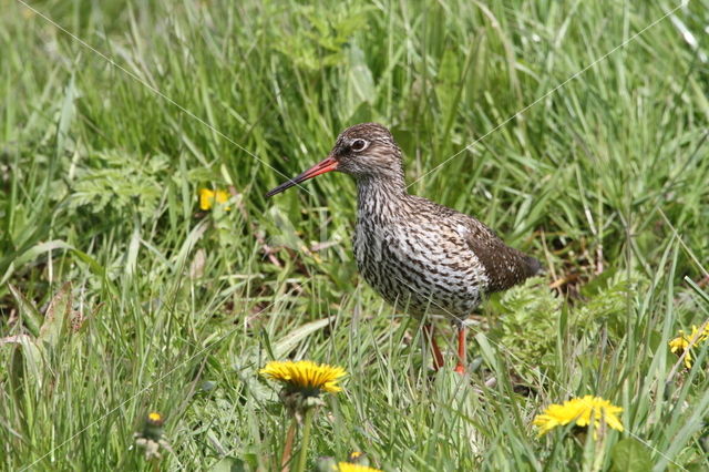 Common Redshank (Tringa totanus)