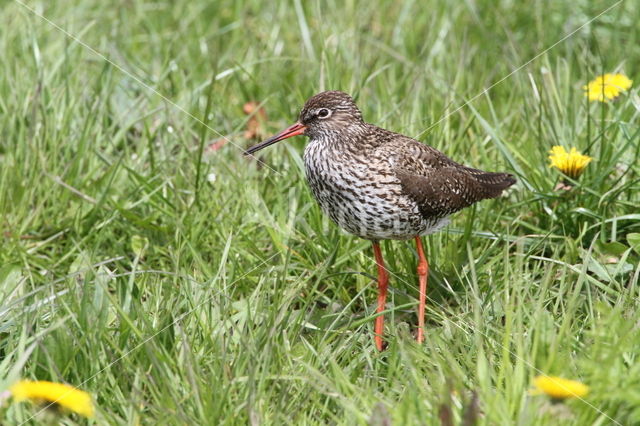 Common Redshank (Tringa totanus)