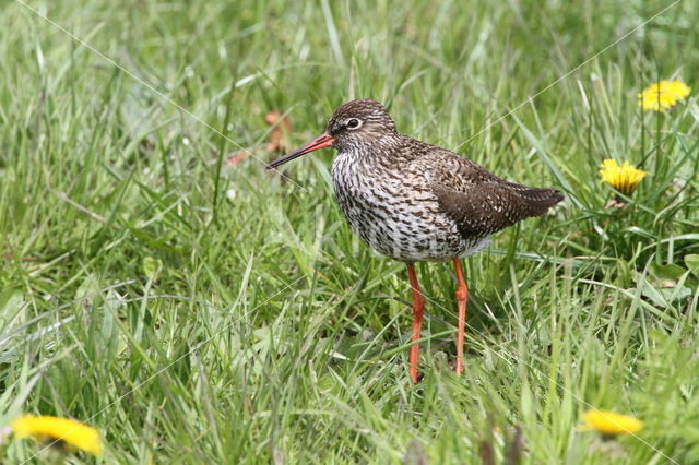 Tureluur (Tringa totanus)