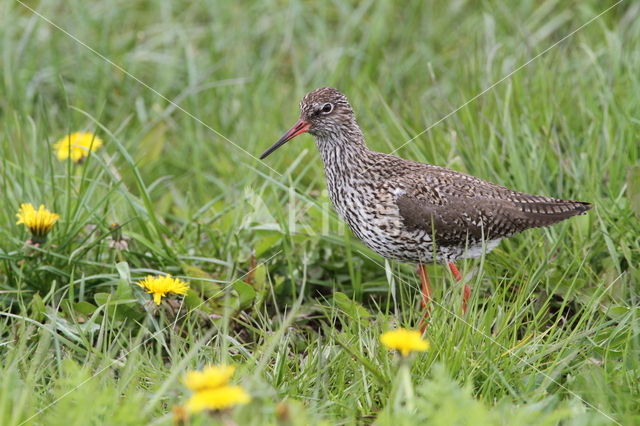 Common Redshank (Tringa totanus)