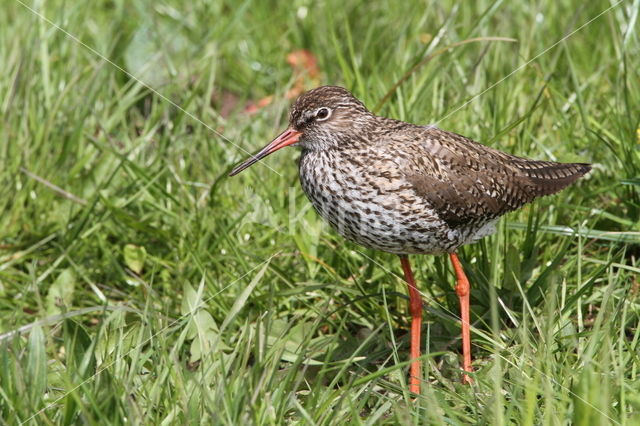 Tureluur (Tringa totanus)