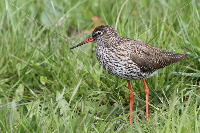 Tureluur (Tringa totanus)