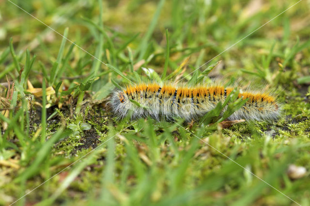 Grass Eggar (Lasiocampa trifolii)