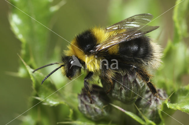 Veenhommel (Bombus jonellus)